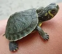 Why so many people build sites with WordPress: key facts about WordPress